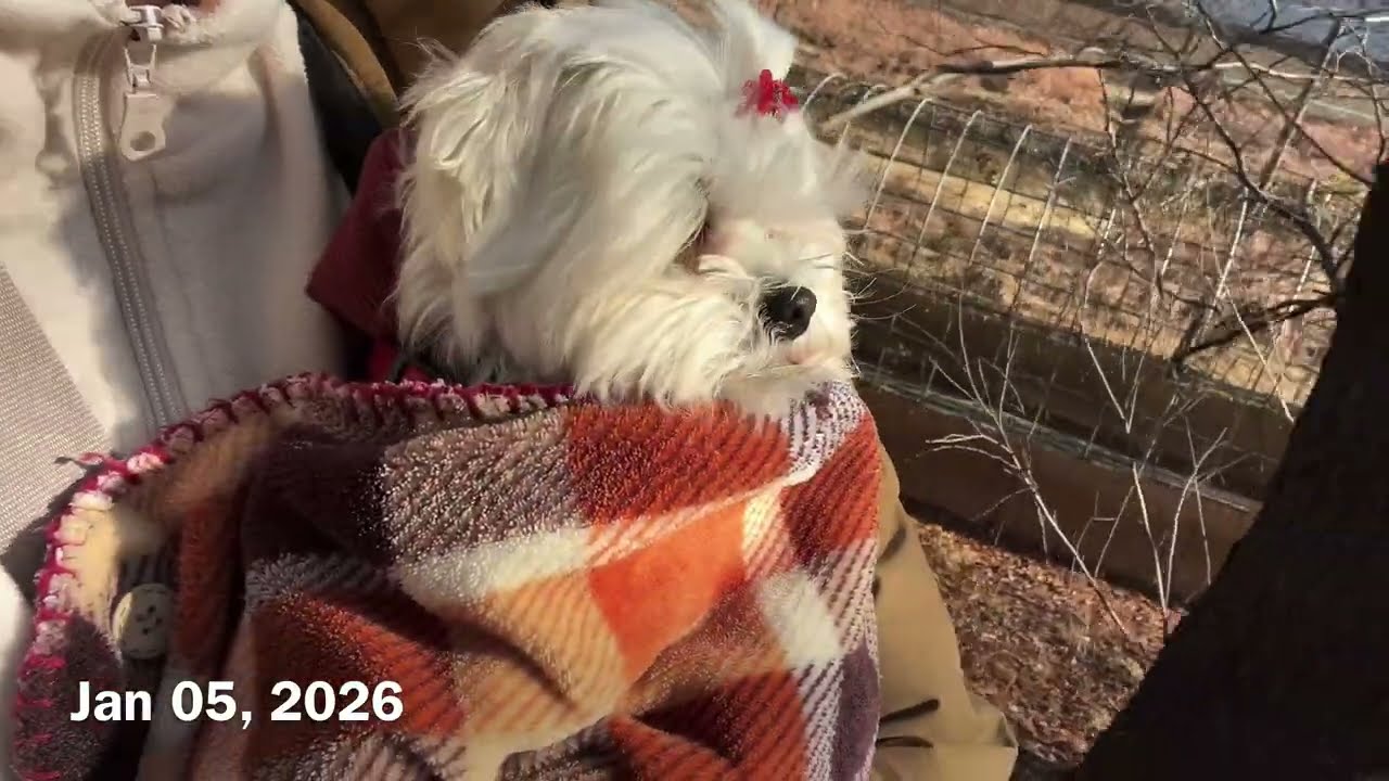 Walk Log 260105 말티즈 몽 산책 기록
