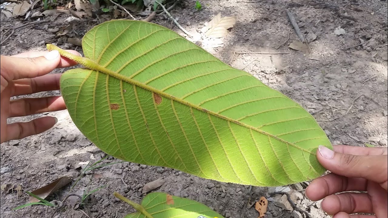 How to Make Kite from Tree Leaf that Can Fly