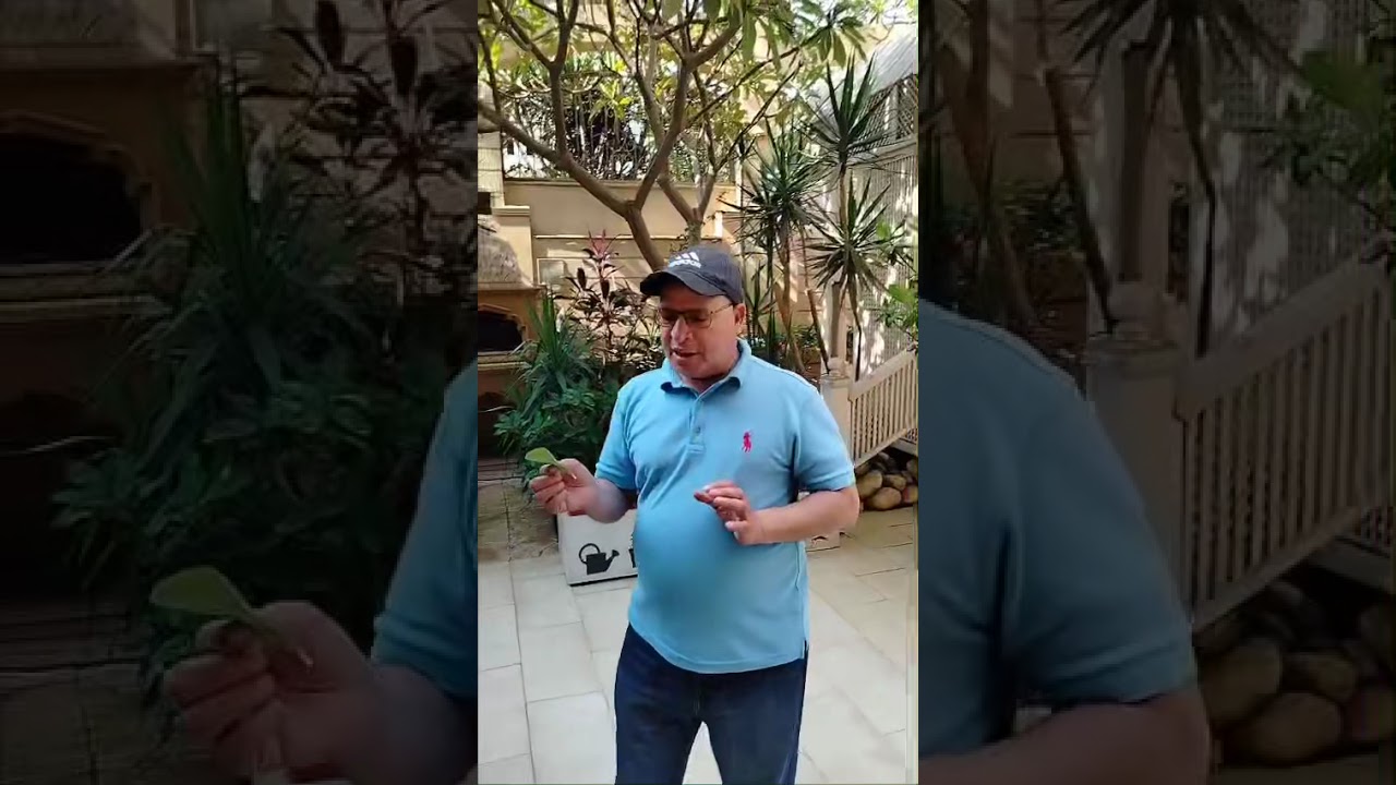 اذن القطة  اغرب أنواع الصبار تعرف علي أمراضه وطرق علاجها 