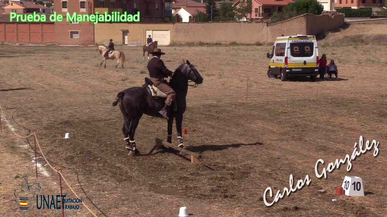 El Caballo P.R.E. en la Equitación de Trabajo