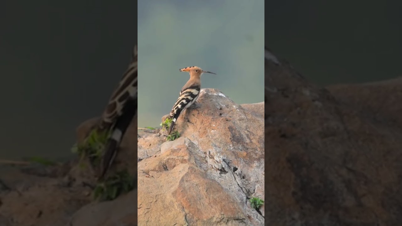 beautiful sunrise and birds #nature #birds #birdwatching #love #wildlife #wildlifecinematography