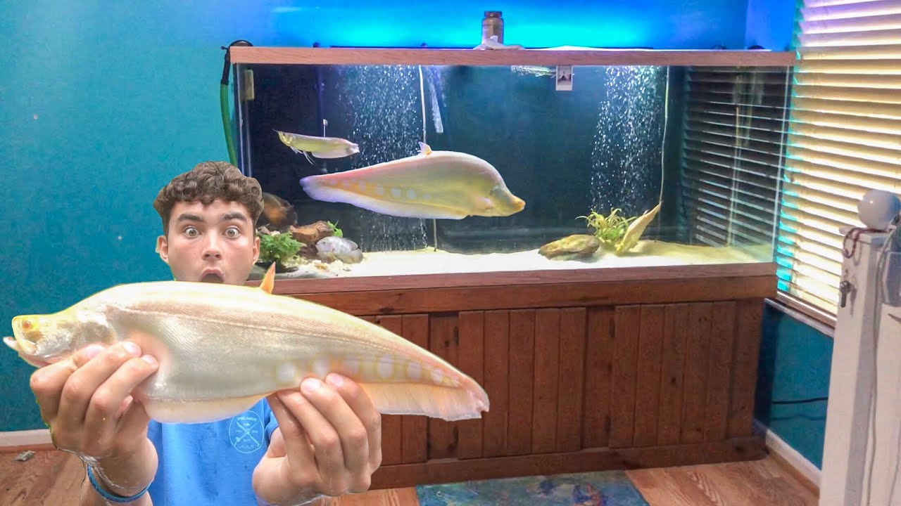 GHOST TRANSLUCENT Fish In AQUARIUM!!