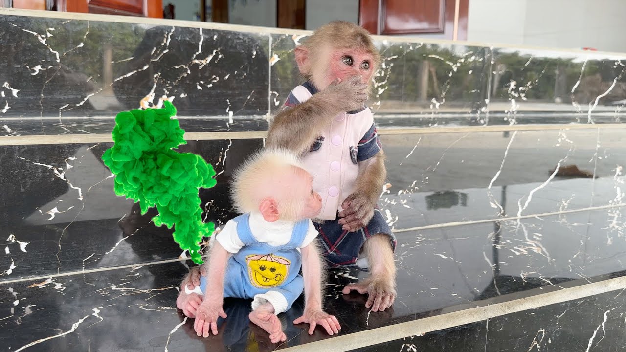 Baby monkey ZiZi is upset when his diaper is full and monkey SinSin's clever solution