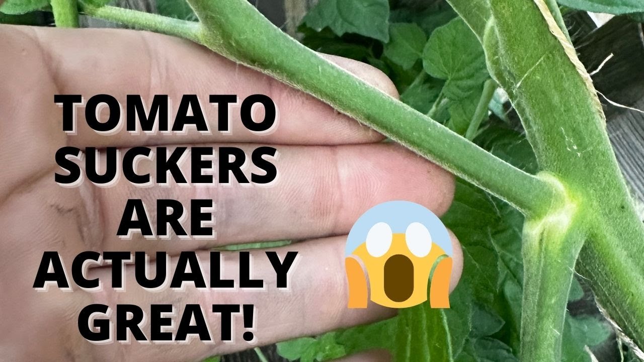 Why You Want to Keep Tomato Suckers on the Plant