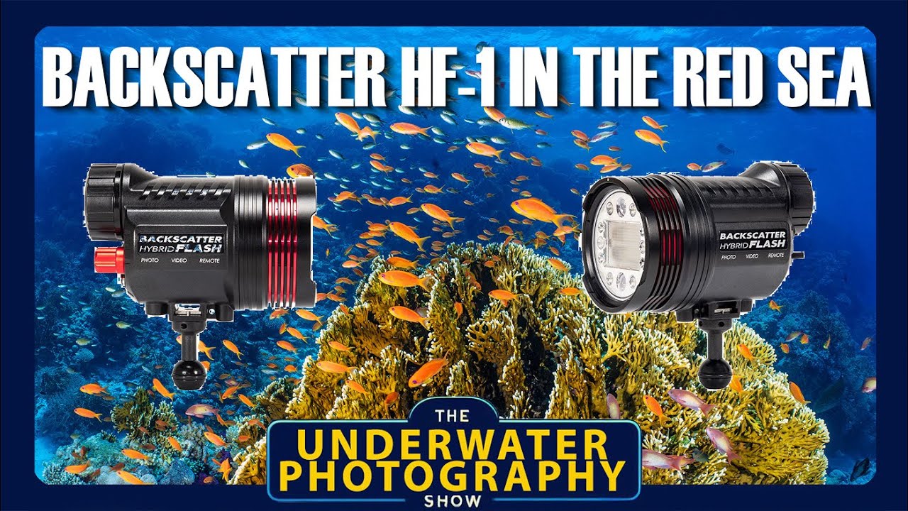 Shooting Backscatter's New HF-1 Strobe In The Red Sea