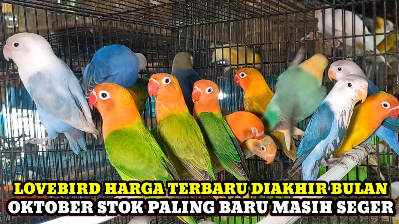 HARGA LOVEBIRD,PARKIT,FALK TERBARU STOK BARU DIAKHIR BULAN OKTOBER KIOS KASMIN PASAR BURUNG PRAMUKA