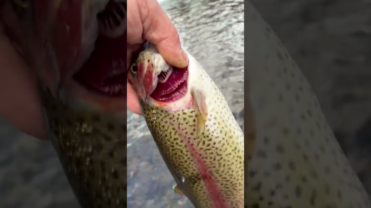 ALABALIKLI  GUZEL BIR SELALE DAHA (fishing  ￼another great falls)