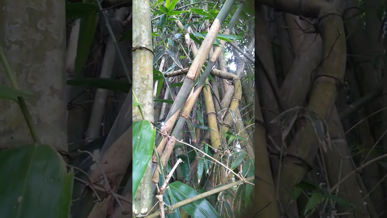 Bambu unik alami asli