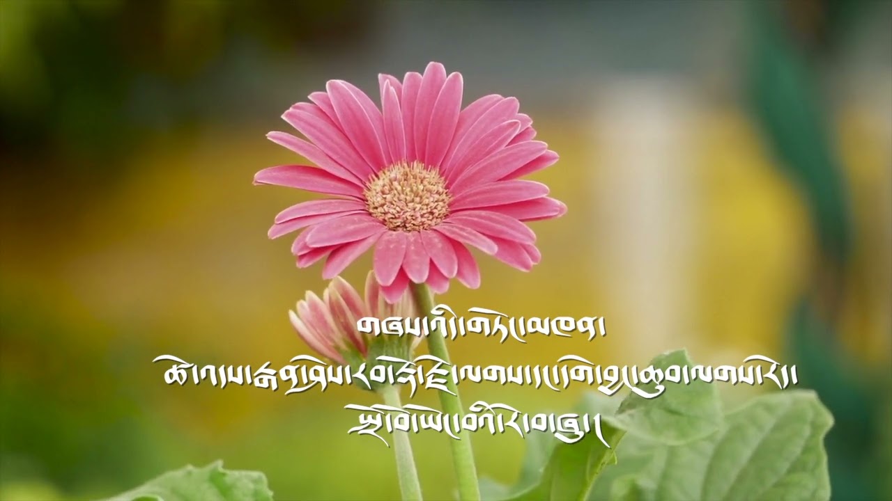 Traditional Tibetan Song collection // wild tibet pictures