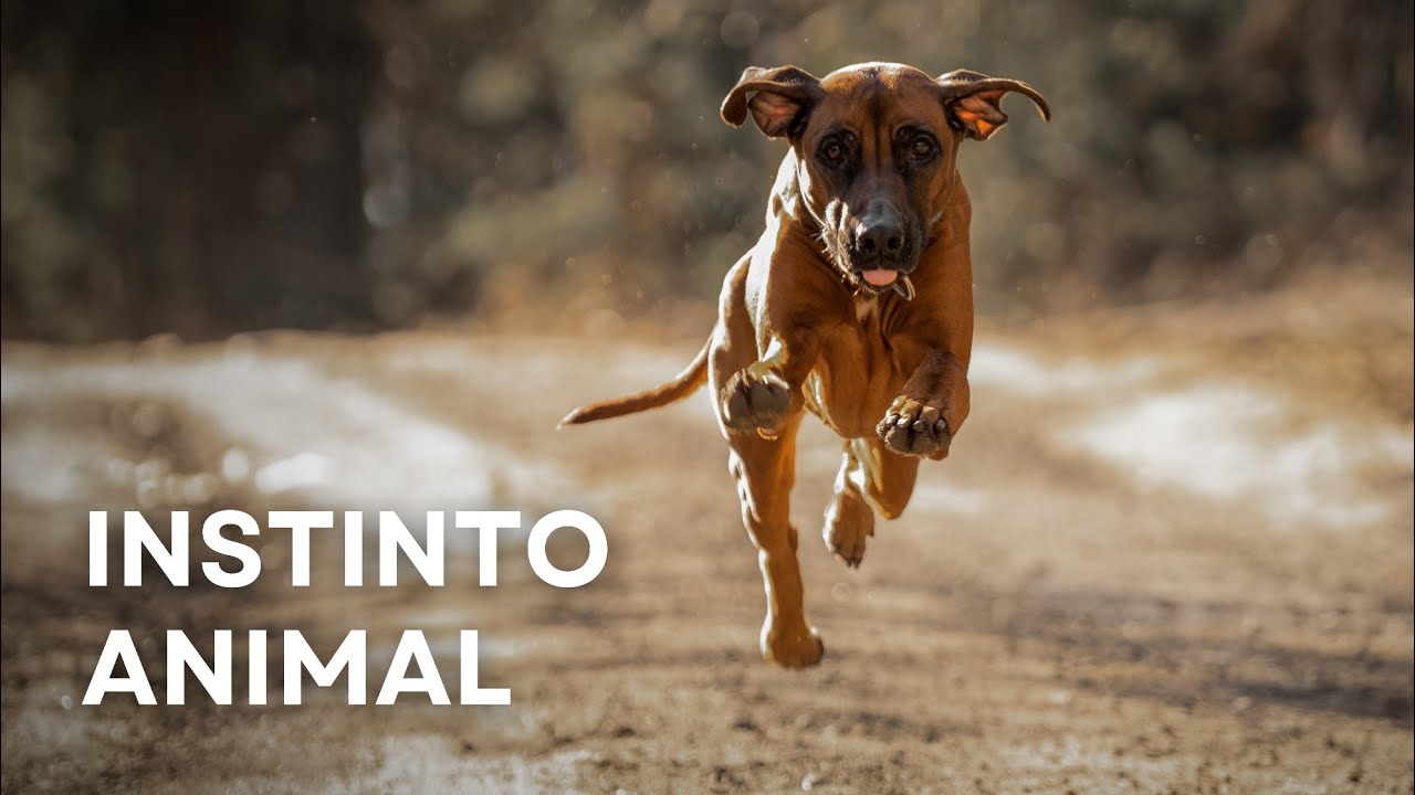 El Misterio de La Premonición Animal | Documental Completo