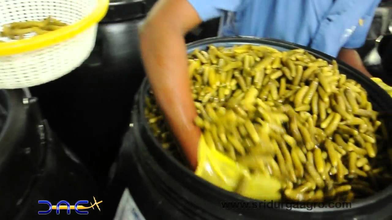 Gherkins Quality analysis