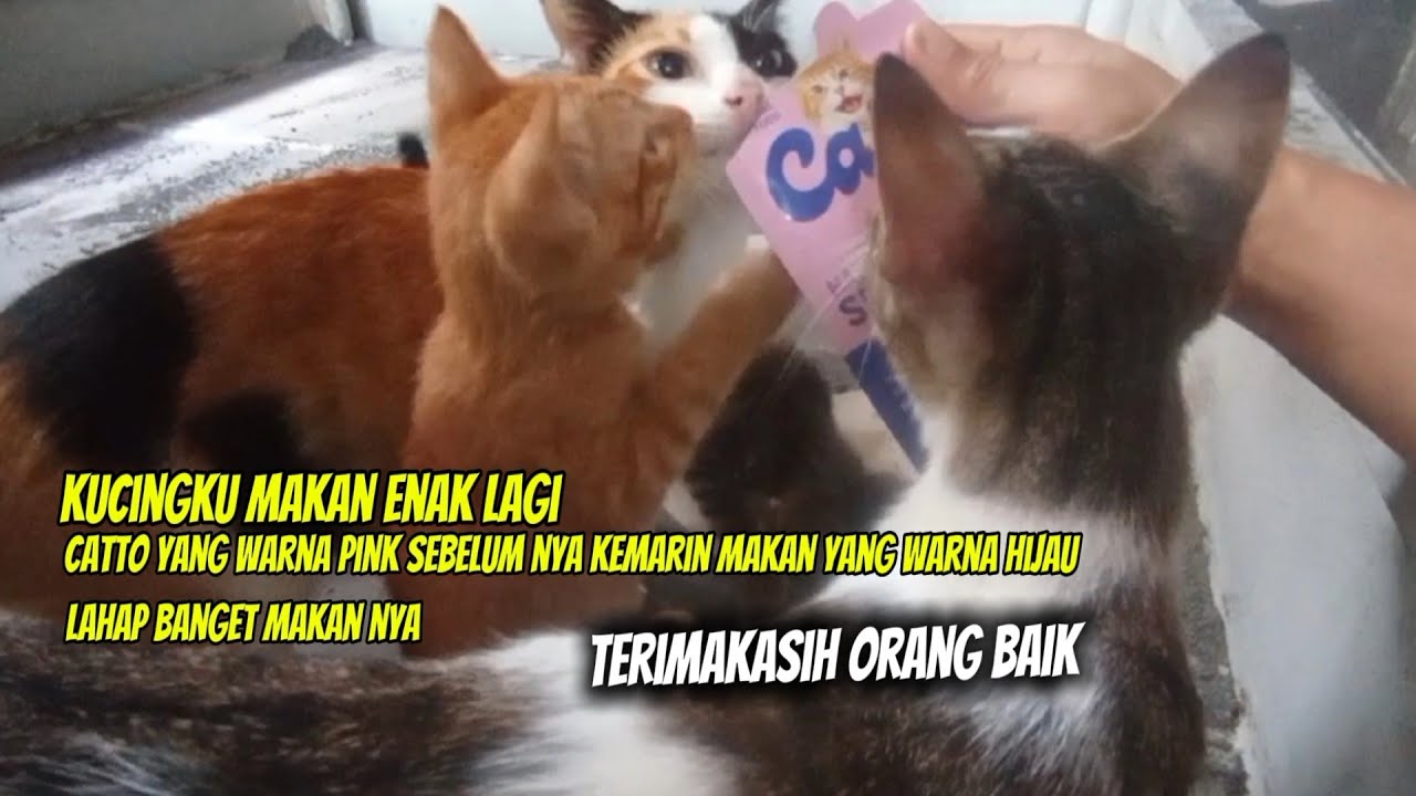 KUCINGKU MAKAN ENAK LAGI‼️CATTO YANG WARNA PINK KUCINGKU SUKA BANGET LAHAP MAKAN NYA SAMPAI KESELEK