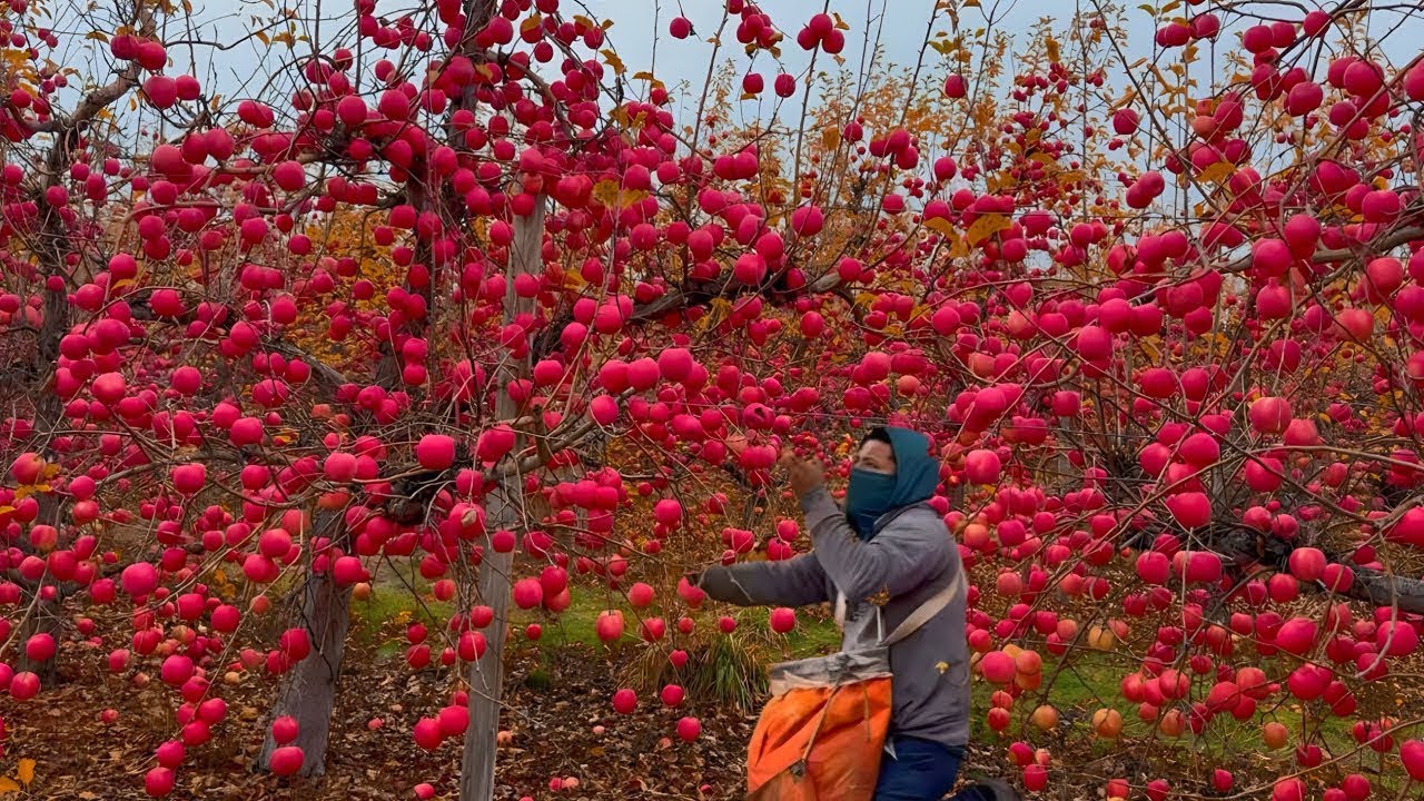 Increíble Cosecha De Manzanas Sin Hojas 🪾 🍎 #trabajo #fruit  #farming  #agricultura #estadosunidos 
