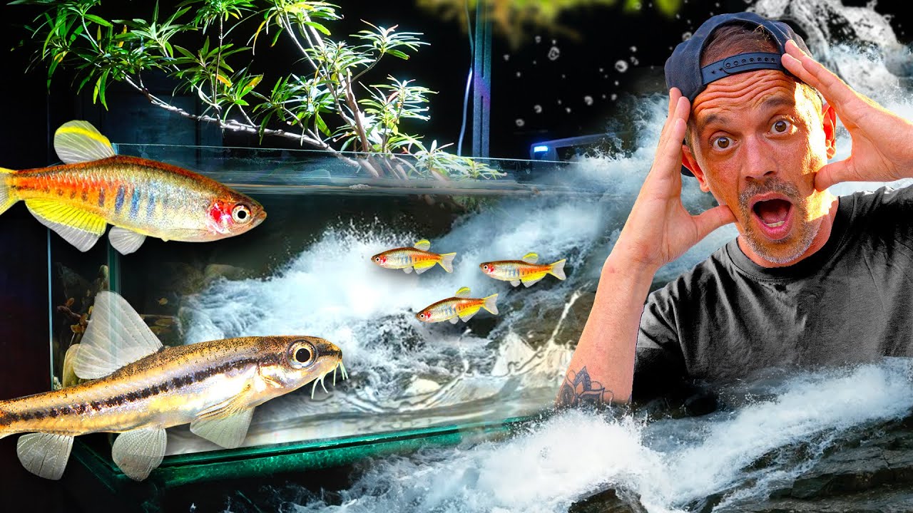 J’AI MIS UNE RIVIÈRE DANS MON SALON ! (ET LES POISSONS ONT VALIDÉ)