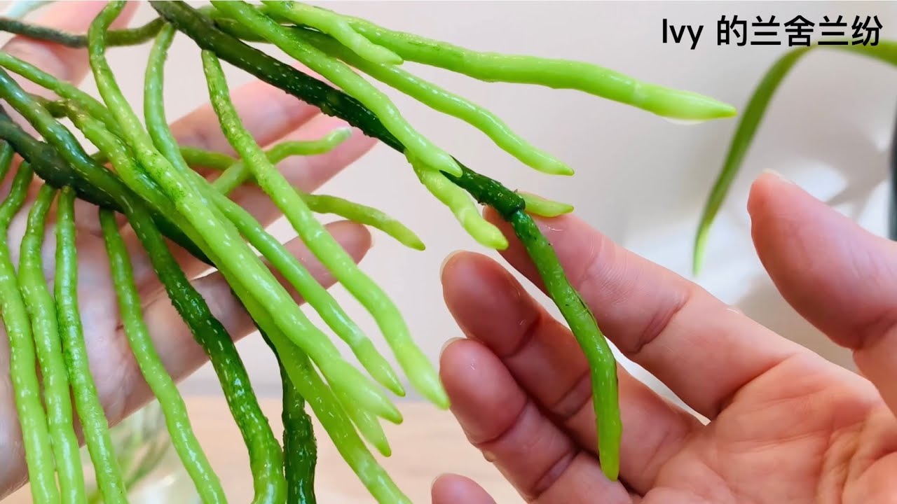 蘭花（103）（國語）phalaenopsis propagation update 蝴蝶蘭砍頭繁殖跟進及水培蝴蝶蘭新發現