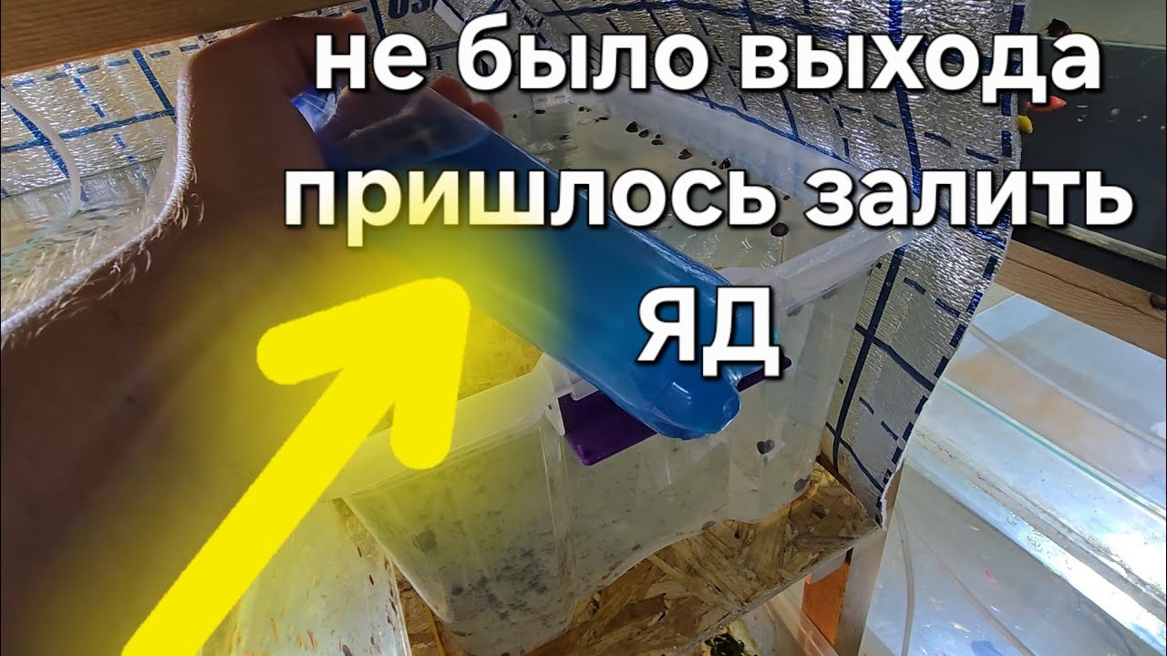 Добавил ЯД в аквариум для спасения мальков 