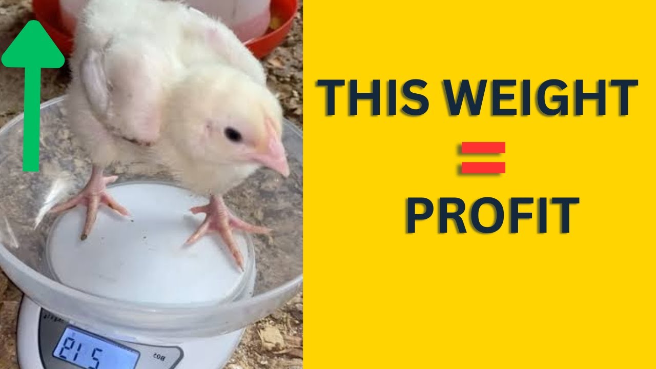 This Early Broiler Weight Determines Your Profits at Harvest