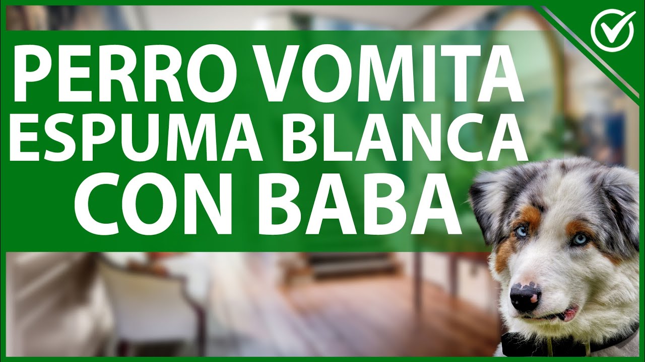 🐶 Por qué mi Perro Vomita Espuma Blanca con Baba - Causas y Tratamiento 🤮🐶