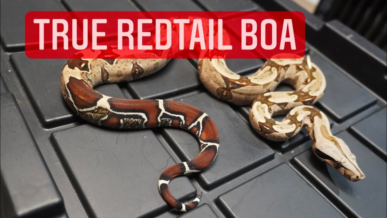 Snake Collection  ; TRUE REDTAIL BOA CONSTRICTOR , IMG , VPI , MOONGLOW and MORE !!!!