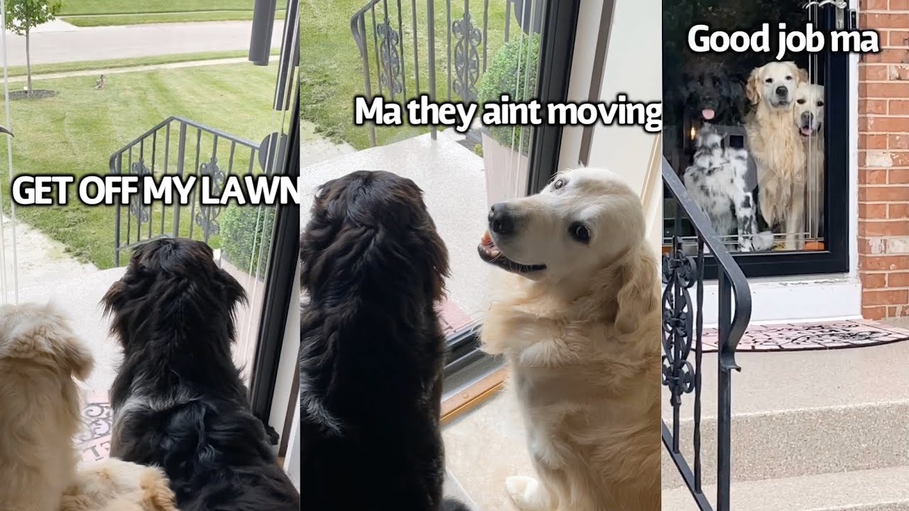 Dogs Alert Human To Intruders