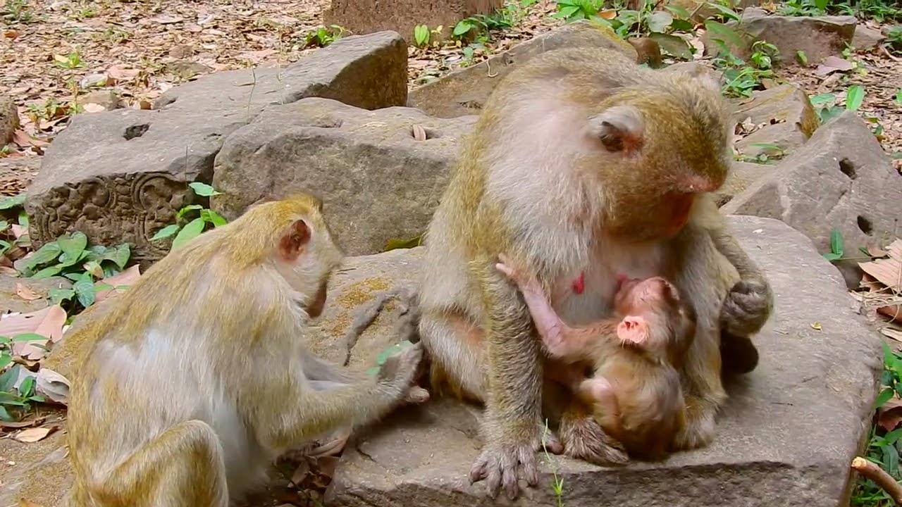 Unbelievable Sweet Primate monkey, While Brianna Cares for Boris, Her Daughter Comes to Sit With Mom