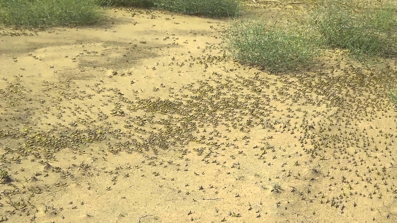 صغار الجراد (الدبا) في تهامة الباحة