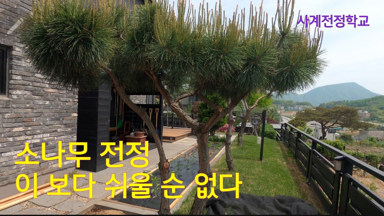 소나무 전정 이 보다 쉬울 순 없다 #181사계전정학교 24    04  22