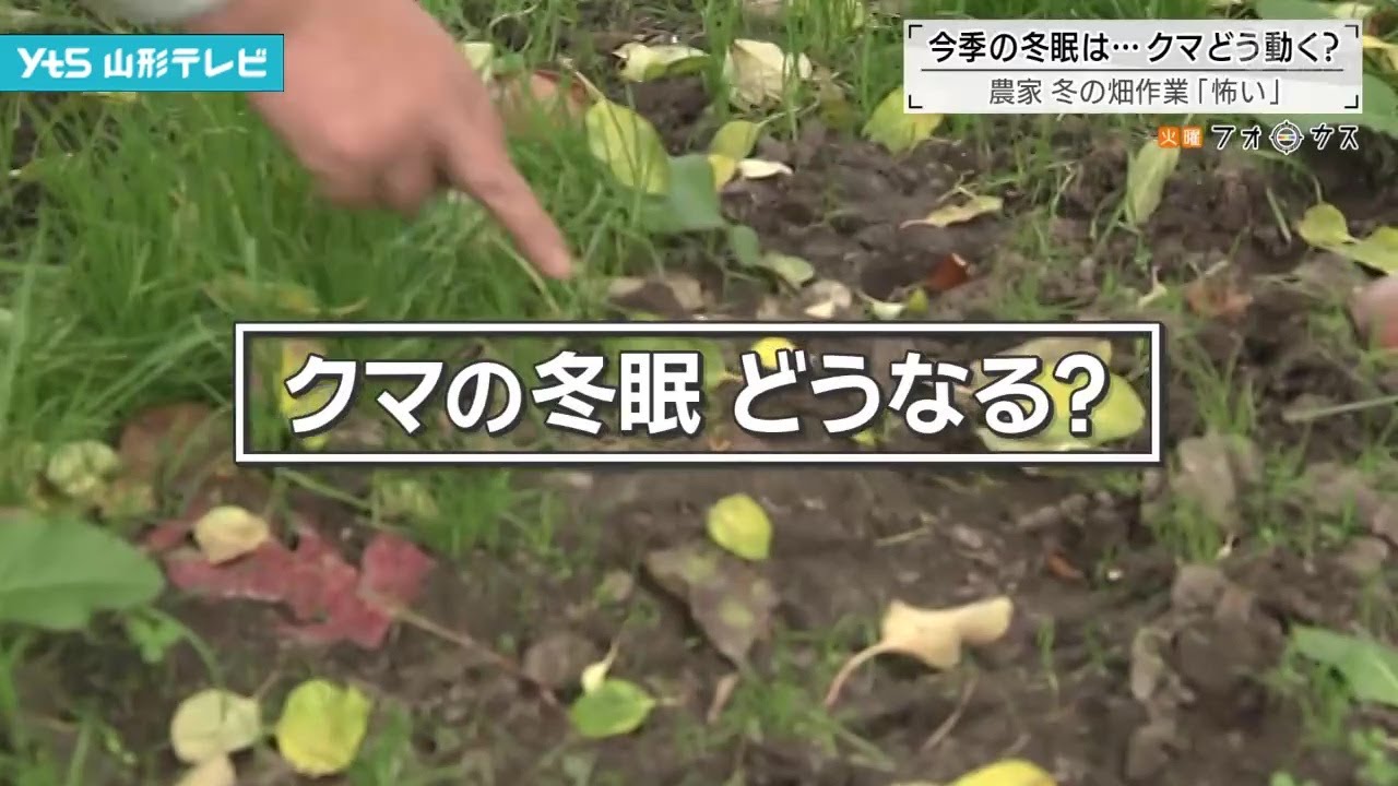 【火曜フォーカス】今季の冬眠は・・・クマどう動く？