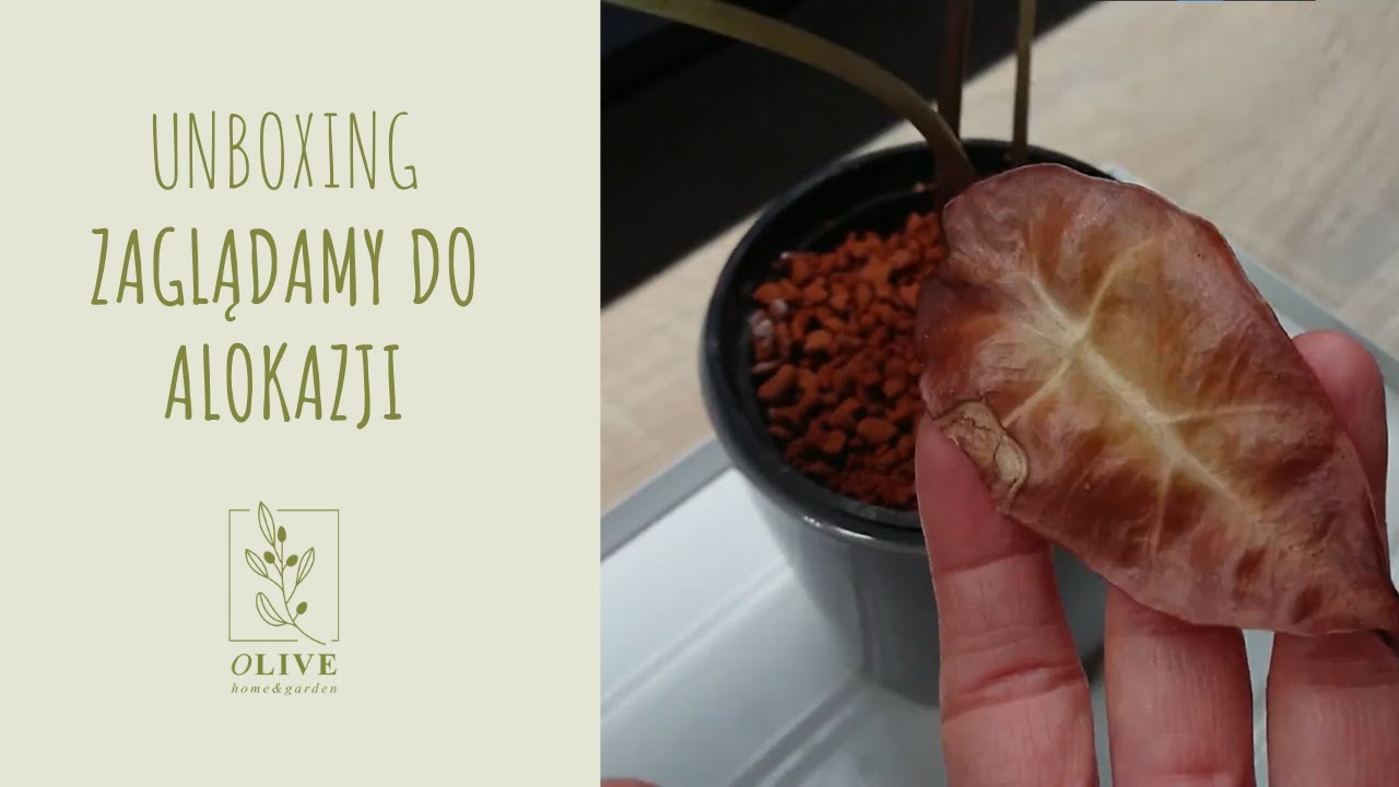 Unboxing | Nowe rośliny | Alokazje w seramisie - żyją czy nie żyją? | Alocasia | Alokazja