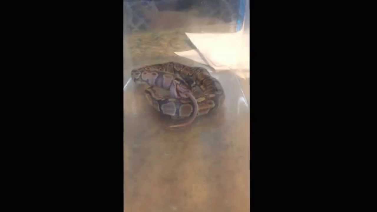 Frank the ball python is hungry
