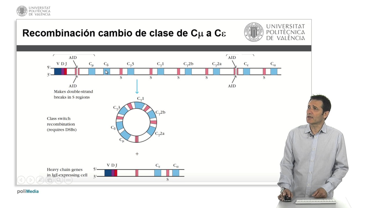 Cambio de isotipo de las inmunoglobulinas | 25/25 | UPV