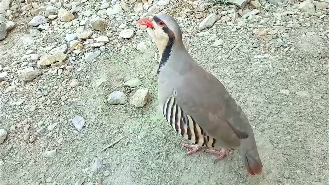 Chakor Partridge Voice | Chakor ki Awaz