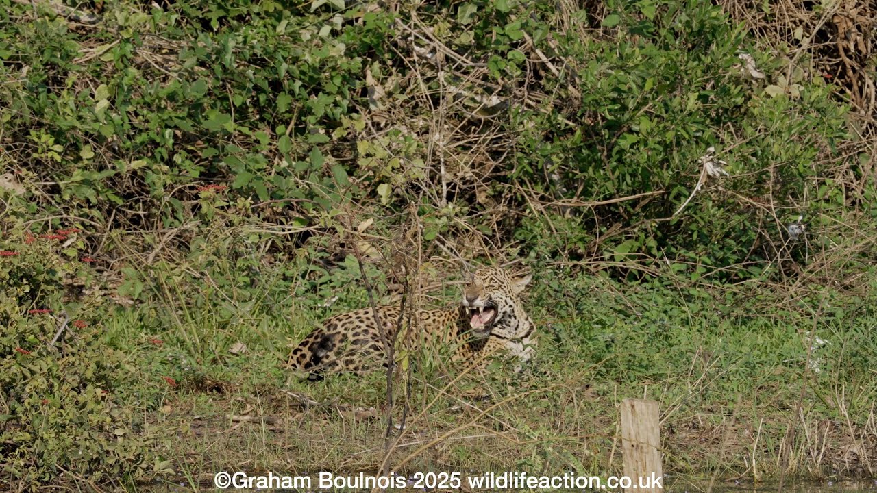 Jaguar calling her cub in the southern Pantanal