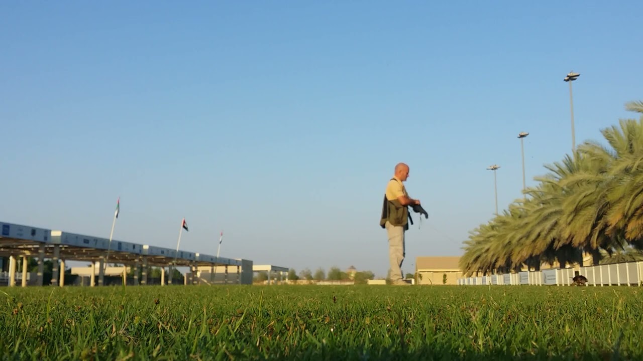 Alti Bird Control: Falcon training: Lure play technique