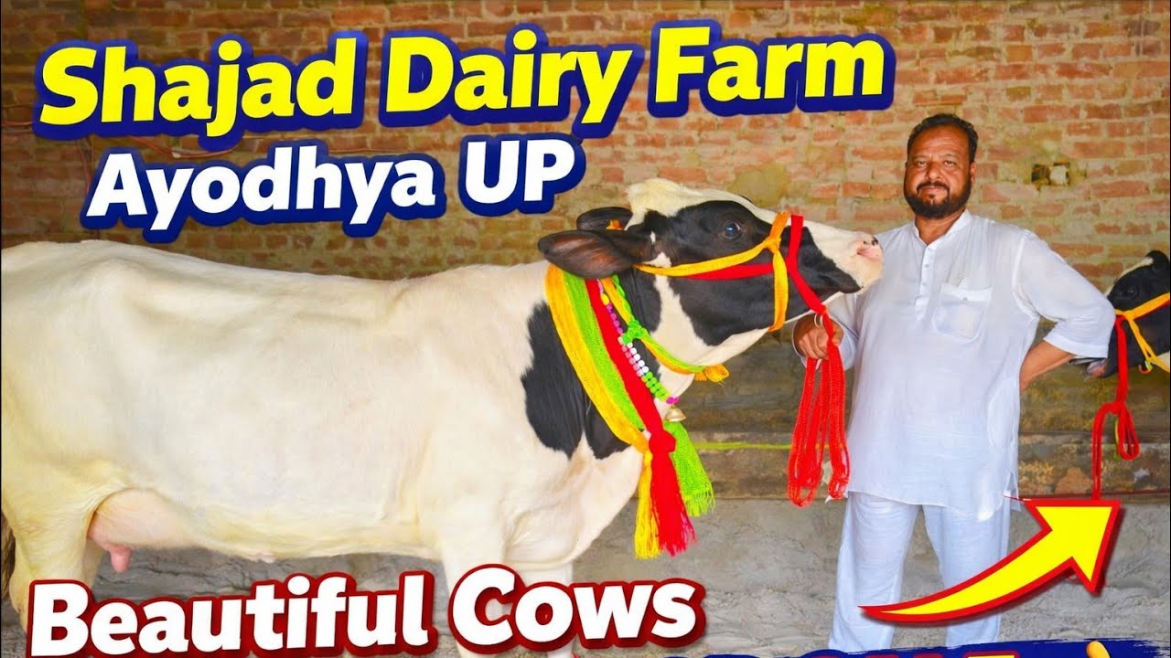 Shajad Dairy Farm Sohawal Ayodhya Up ll Beautiful cows available for Sale👌👌ll #juberganjpashumandi 