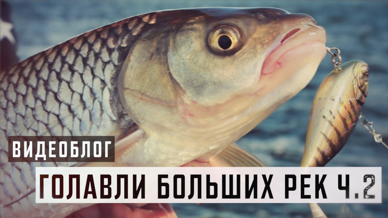 Голавли больших рек ч.2. Ловля в дрейфе на 