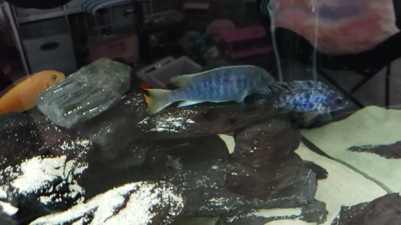 my first accidental mbuna breeding!