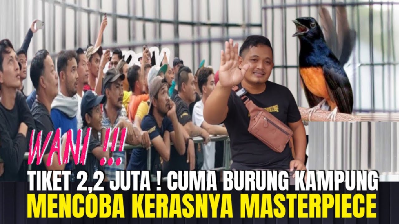 BURUNG DARI KAMPUNG MENCOBA KERASNYA GANTANGAN MASTERPIECE HASIL TERNAKAN SENDIRI !