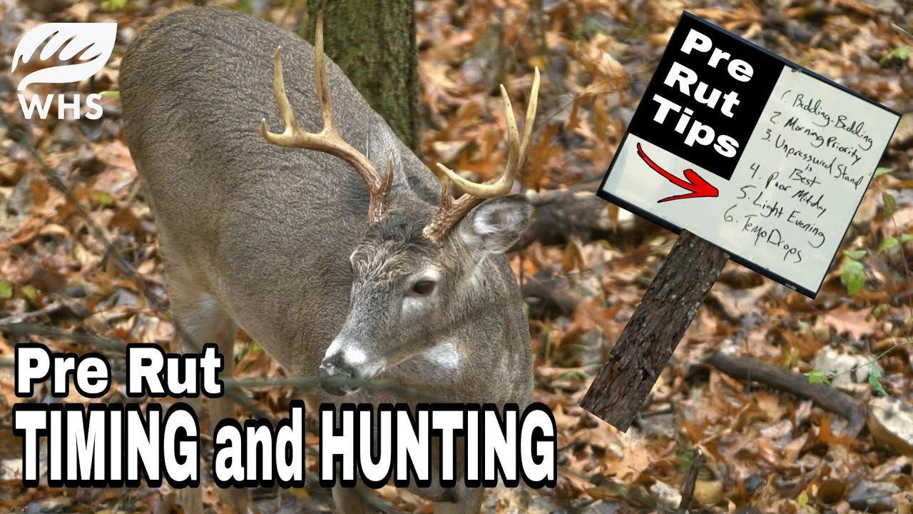 How To Hunt The Pre Rut