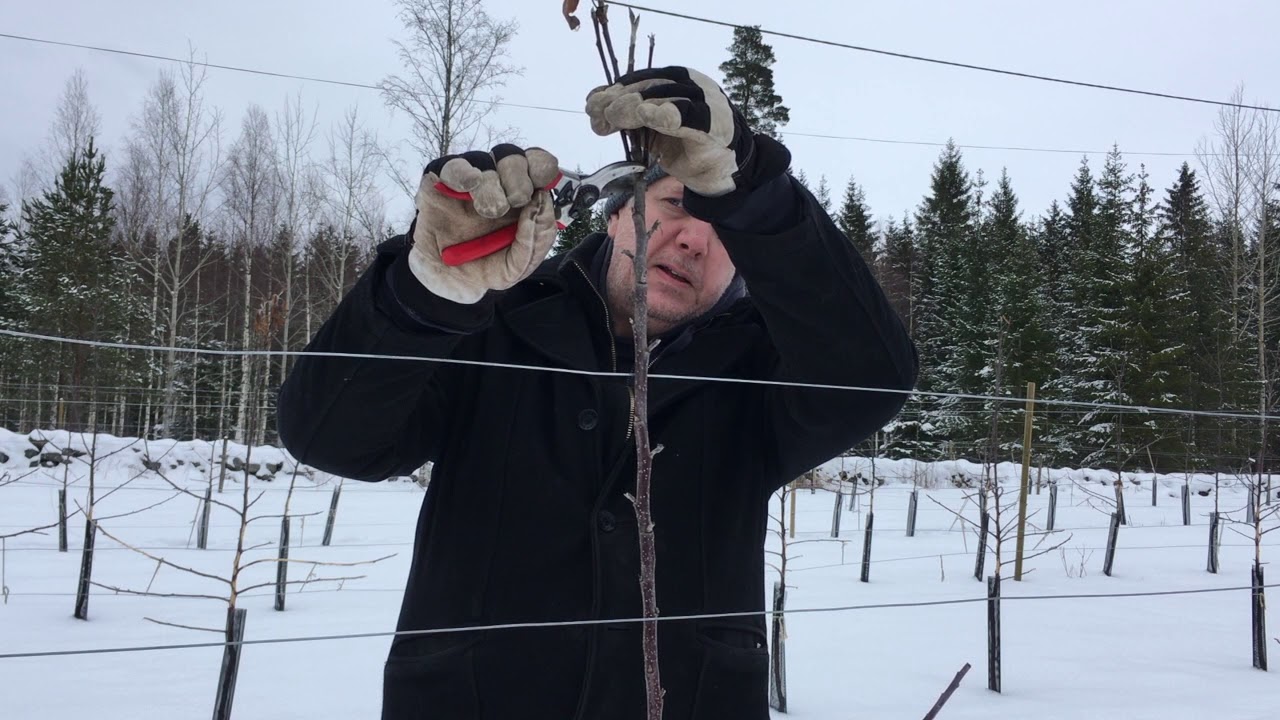 Beskärning