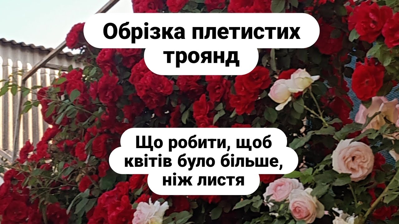 Обрізка плетистих троянд/ як отримати більше квітів/pruning climbing roses