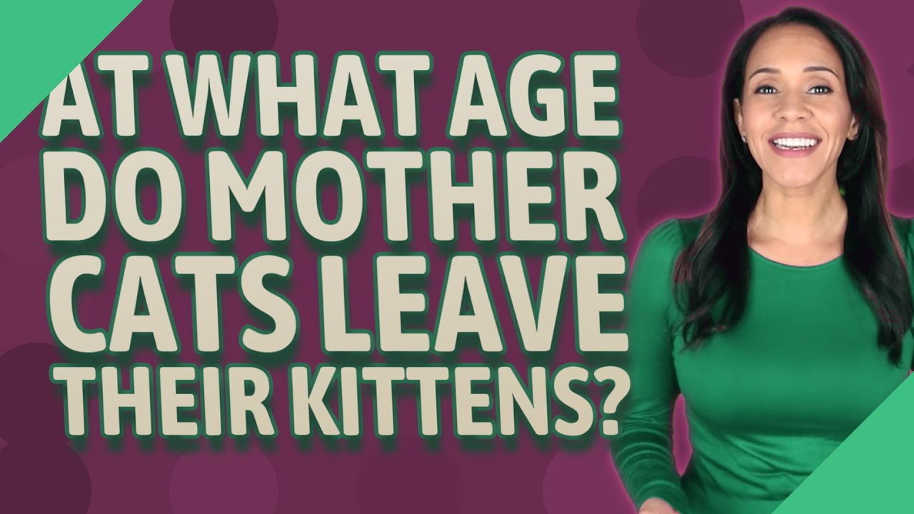 At what age do mother cats leave their kittens?