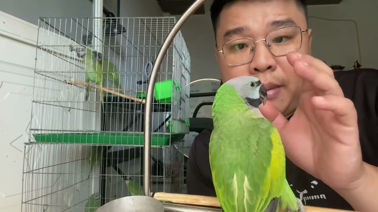 Cách chọn vẹt ngực hồng tơ 