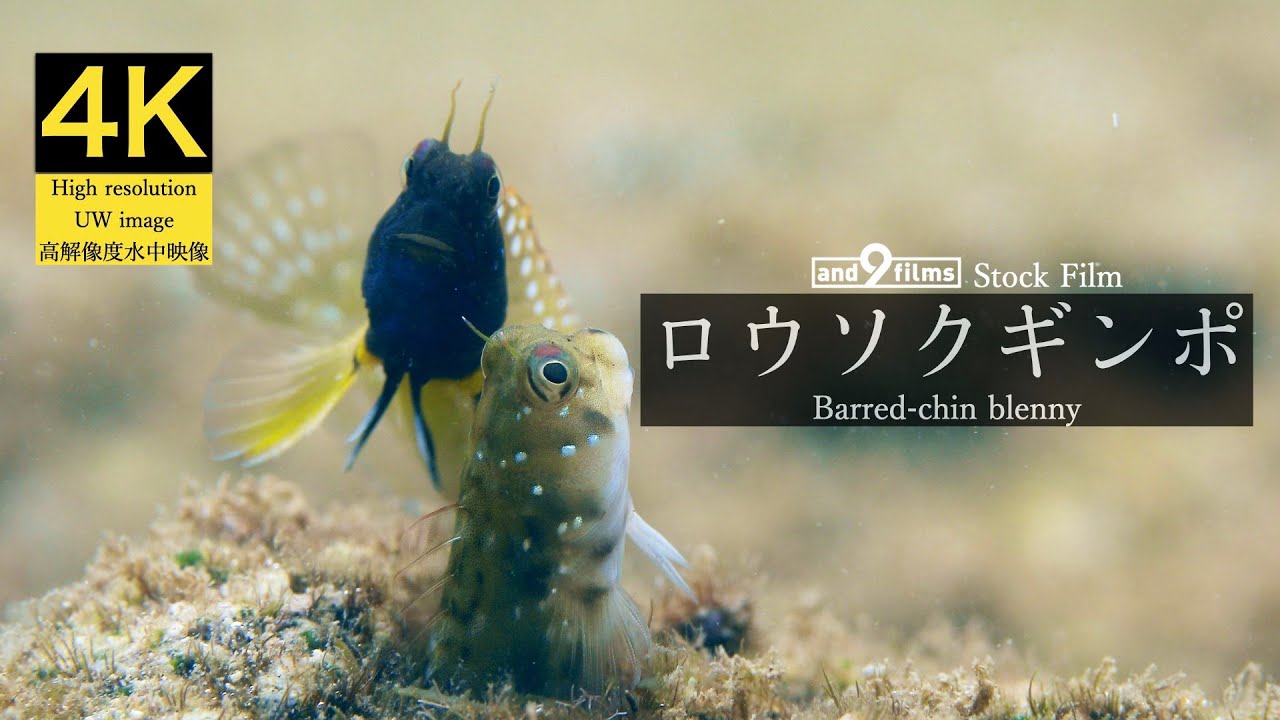 【4K 水中映像】ロウソクギンポの求愛行動 / Barred-chin blenny / Rhabdoblennius nitidus