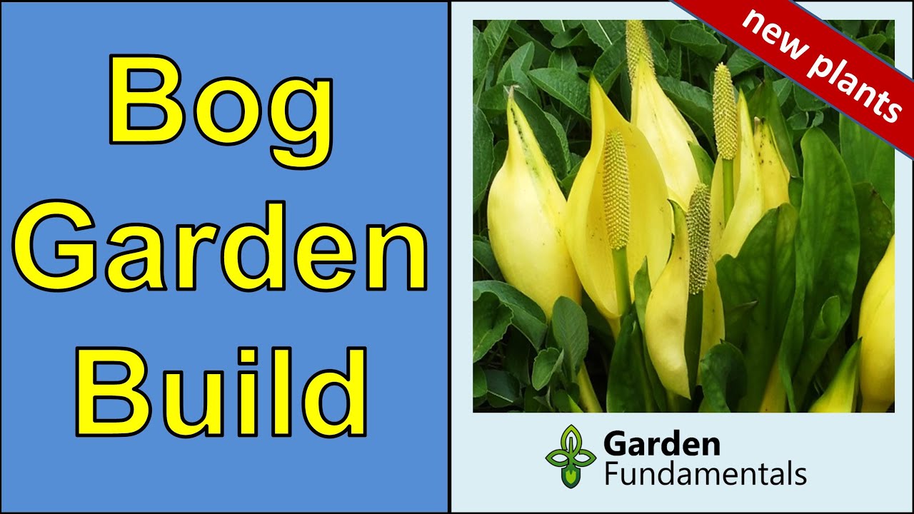 Building a Bog Garden 🎶🏺👣 Great Place for Moisture Loving Plants and Wildlife