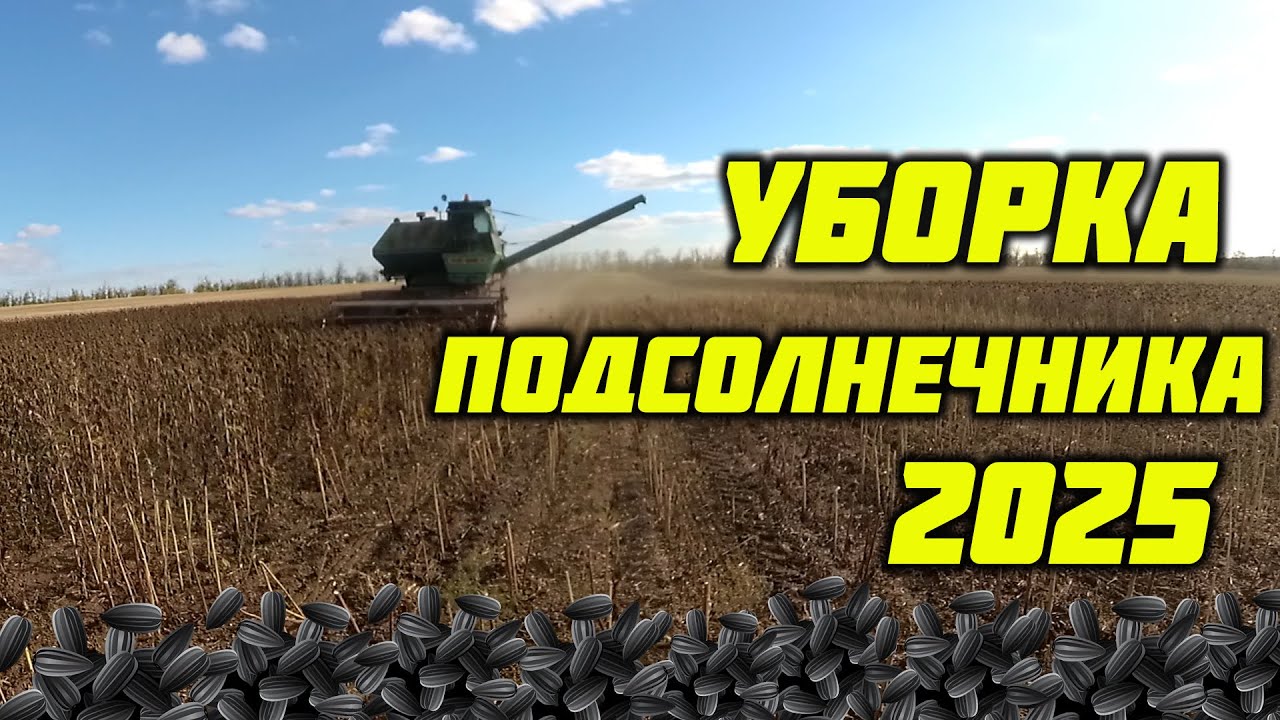 Уборка подсолнечника 2025!  Где урожай!