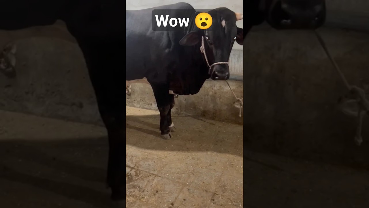 Big Cow 👌😯 