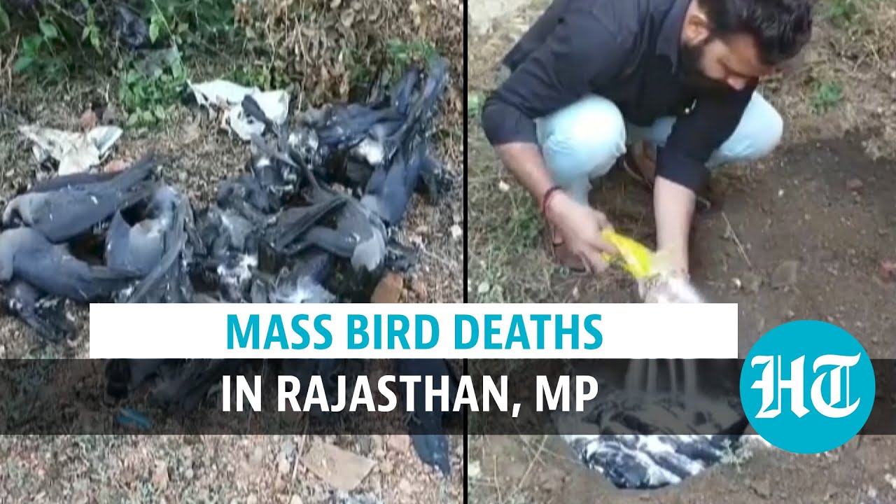 Watch: Mass bird deaths in Rajasthan and Madhya Pradesh, flu alert sounded