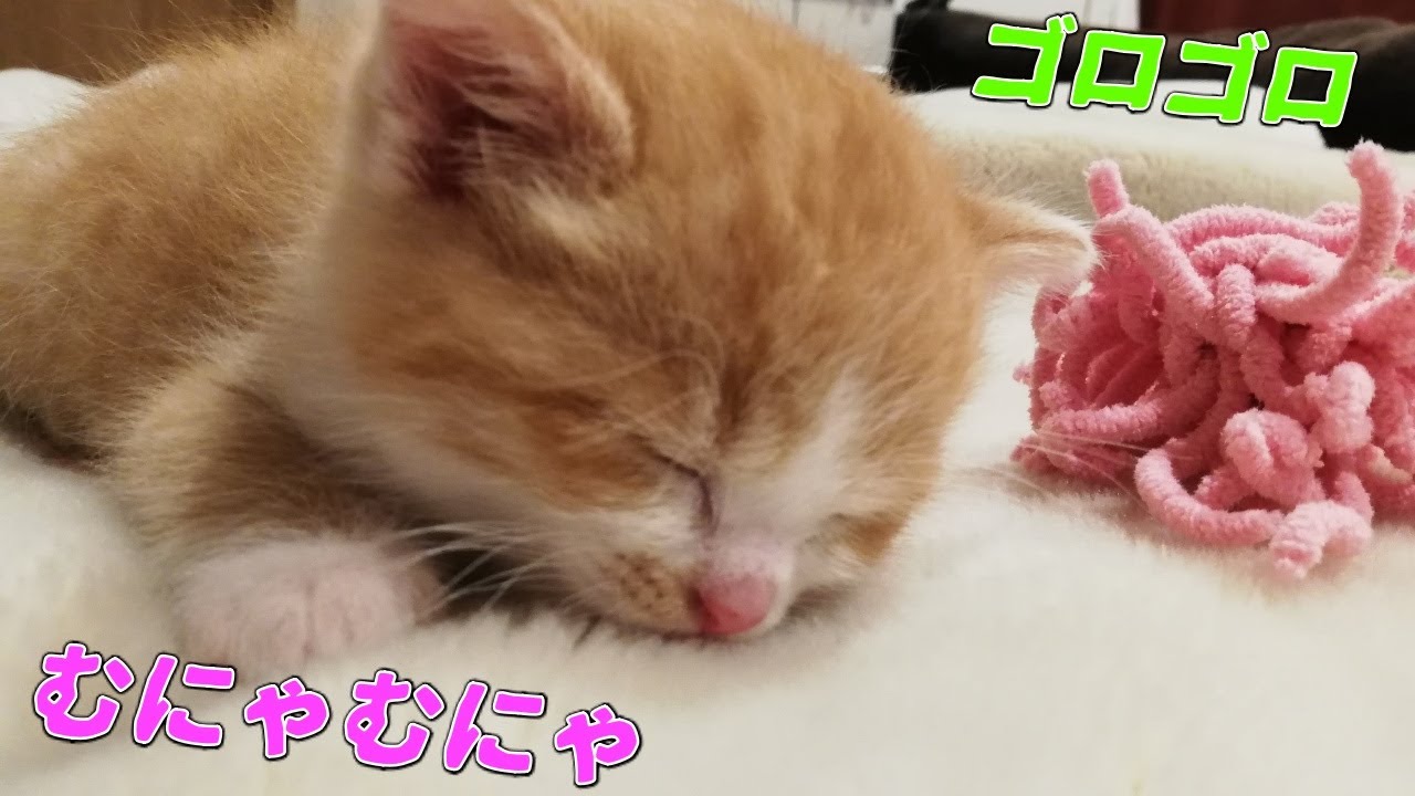 [茶トラ]可愛い子猫がベットでゴロゴロしてるのが癒される！（保護猫）
