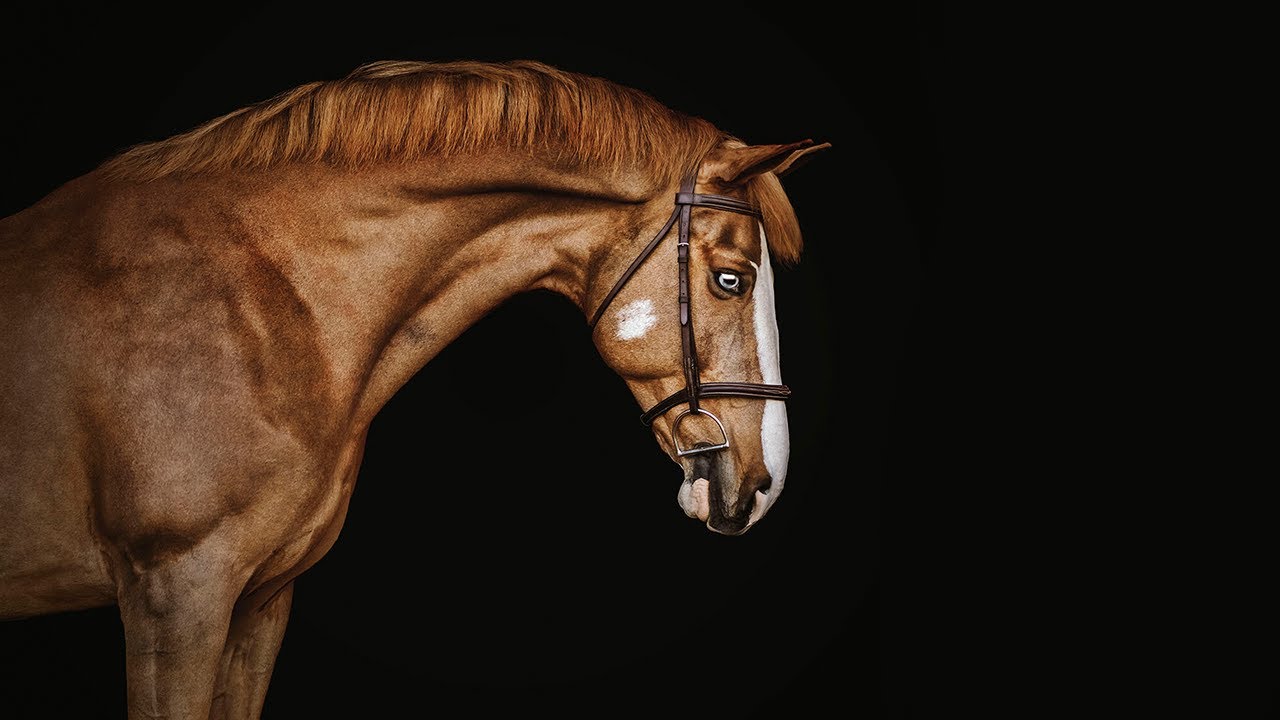 One Of The Girls [LIBERTO Remix] || Equestrian Remix Music Video